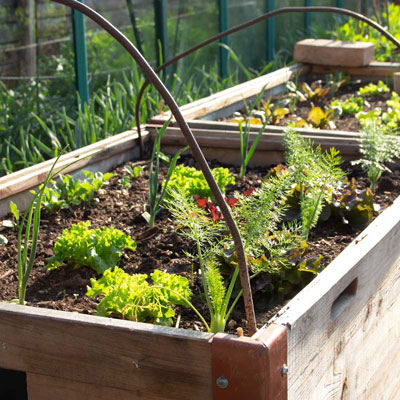 Plantes de balcon