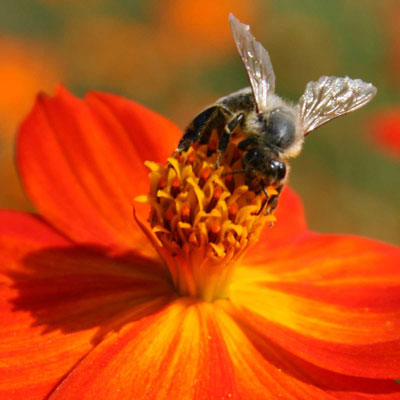 Insekten- und bienenfreundliche Sorten