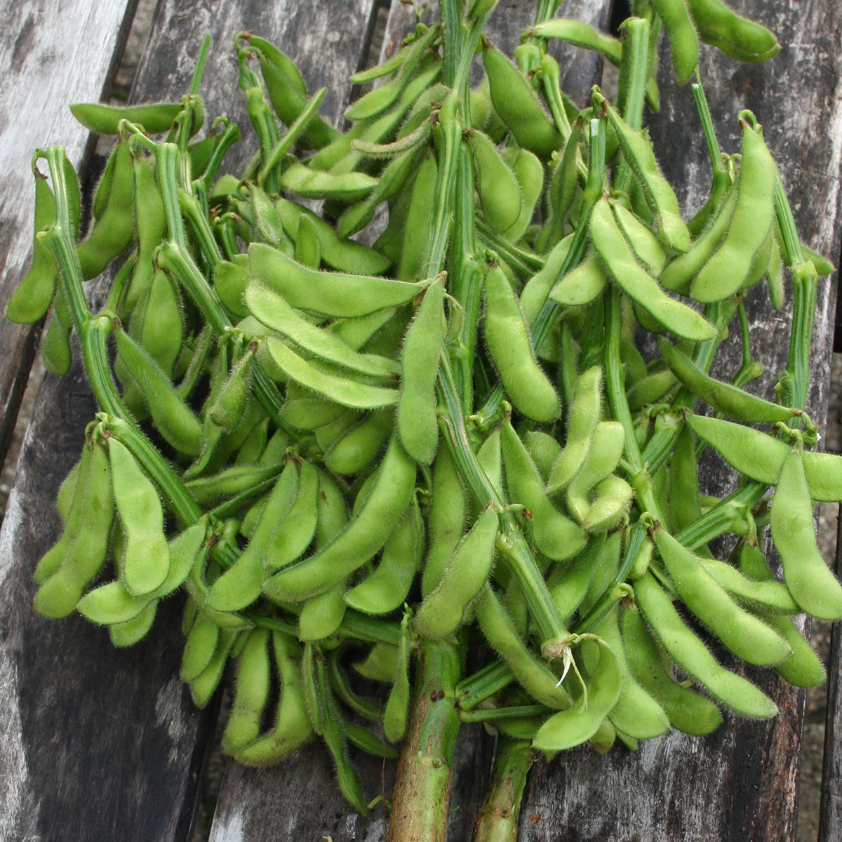 bo95