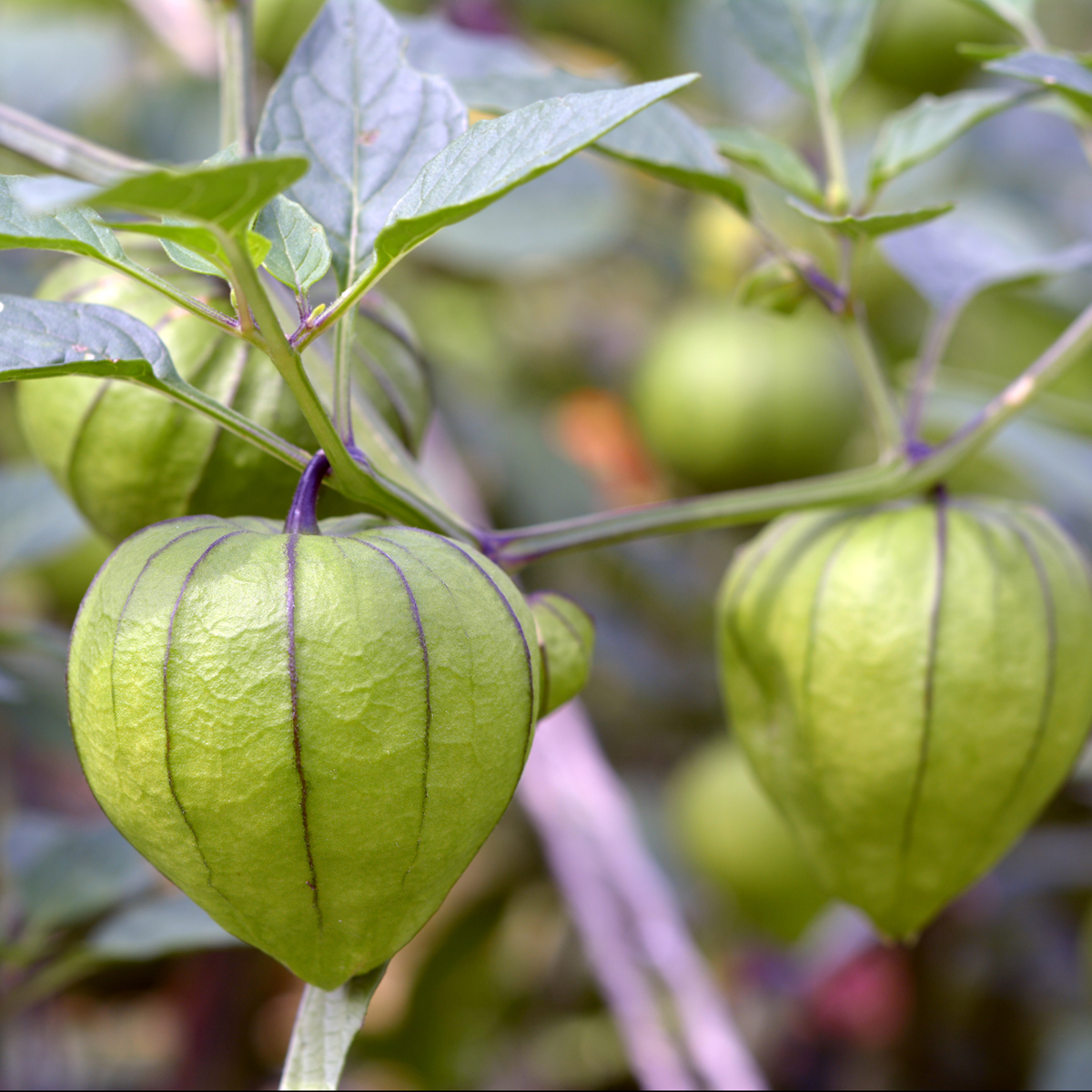 TOMATILLO PURPLE » Buy organic seeds online / Cape gooseberry SATIVA